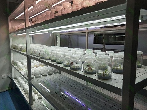 君山植物组织培养实验室设计建设方案